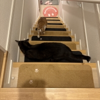 ラグタスワイド階段マット　てくてく肉球