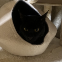キャットケイブ