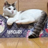 ベルサイユのばらコラボ　ごろん猫