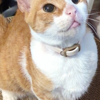 【健康な尿を維持したい猫に】 ロイヤルカナン ユリナリーケア（キャットフード）