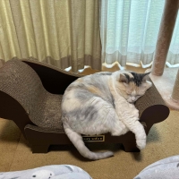 ラグジュアリーソファ