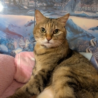 Ｓｉｐｐｏｌｅ　にゃろみ　Ｌ８０２０（オーラルケア）