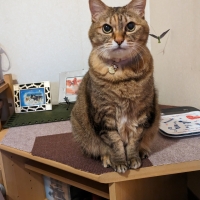 ナノウエルオーラルケア（愛猫用）