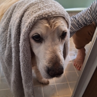 ★綿１００％のふわさらドライタオル