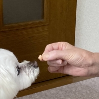 新潟もち米あられ　ころん