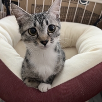 Ｓｉｐｐｏｌｅ　もちふわハンモック