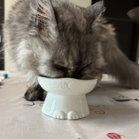 んーま　ｎｎｍａ　猫型フードボウル