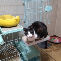 ケージ用ステップ(猫　ケージ)