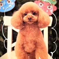 ドットわん　平飼いたまごせんべい
