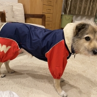 【ウォームハートカンパニー】ＪコートＢレインコート （超撥水犬用レインコート）