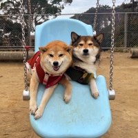 北の極 ごほうびソーセージ