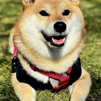With You コトコト煮込んだ犬用ヤギミルクスープ