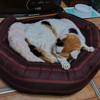 洗える　ラウンドベッド　24年柄