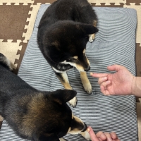 新潟もち米あられ　ころん