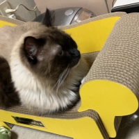 ラグジュアリーソファ