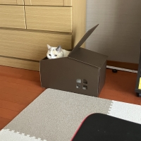 究極の猫の隠れ家