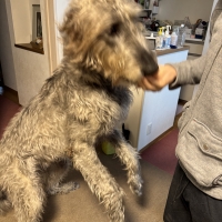 広島産 若鶏ささみジャーキー(PEPPY LIFE 犬おやつシリーズ)