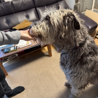 静岡産 しらすせんべい(PEPPY LIFE 犬おやつシリーズ)