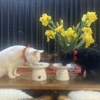 【健康な尿を維持したい猫に】 ロイヤルカナン ユリナリーケア（キャットフード）