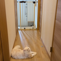 拡張できるスチールゲート ハイタイプ