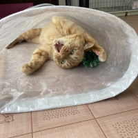 安心ノンワイヤーのにゃんこトンネル