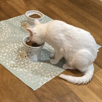 ハッピーダイニング　脚付