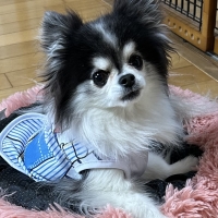 新潟もち米あられ　ころん