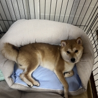 ふんわりクールカドルベッド（旧：ソフトクールカドルベッド）