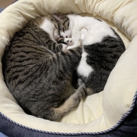 ハンドルベスト (猫用ハーネス)