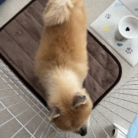 新潟もち米あられ　ころん