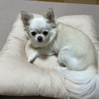 ★洗える　おひるね座布団