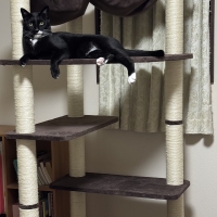 多頭用大きなダブルハンモックタワー（高さ170cm　据え置き型　多頭飼い　大型猫）