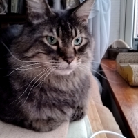 猫用グリニーズ (正規品)（猫用おやつ）