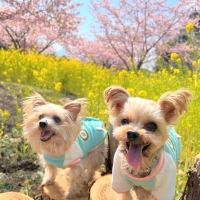 静岡産 しらすせんべい(PEPPY LIFE 犬おやつシリーズ)