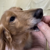 新潟もち米あられ　ころん