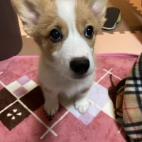 ニュートロ シュプレモ 子犬用 小粒 (ナチュラルフード)