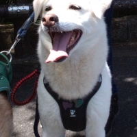 フルッタ　ウォーリアハーネス