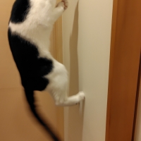 ナチュラルローゼルストリング