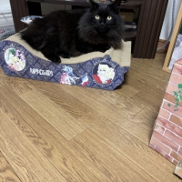 ベルサイユのばらコラボ　ごろん猫