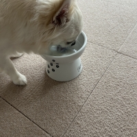 イミューンナチュラル　スキムミルク