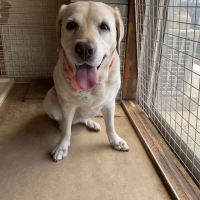 【ファズヤード】　クールバンダナ