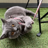 パピロンＣＡＴハーネス