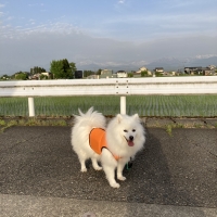 ハクサン クールベスト
