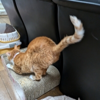 ユーカリプタススプレー（家庭用クリーナー）