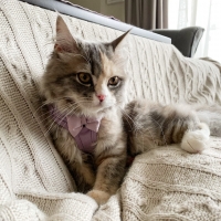 トゥイルハーネスリード