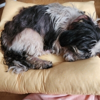 ★洗える　おひるね座布団