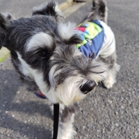 やさしいみるく（犬用ミルク）