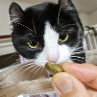 猫用グリニーズお得セット５種セット