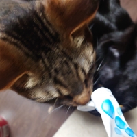 コスモスラクトデンタル（ペット用デンタルケア）