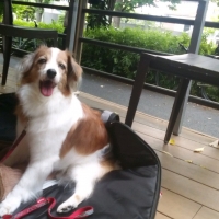 Ｓｉｐｐｏｌｅ　軽量キャリートート